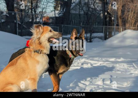 Zwei Hunde spielen im Schnee im Park. Der Hund ist ein Deutscher Schäferhund. Stockfoto