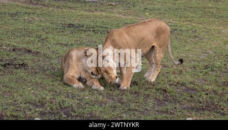 Kleine Löwenjungen spielen in Botswana, Afrika Stockfoto