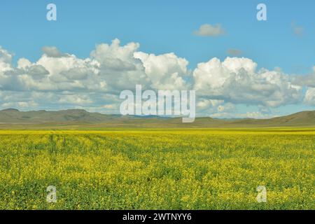 Ein riesiges Feld mit gelb blühendem Rapssamen unter einem bewölkten Sommerhimmel am Fuße einer Reihe von hohen Hügeln. Chakassia, Sibirien, Russland. Stockfoto