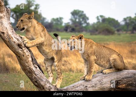 Löwenjungen klettern auf einem Baumstamm in Botswana, Afrika Stockfoto