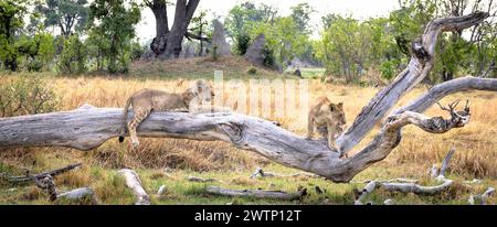 Löwenjungen klettern auf einem Baumstamm in Botswana, Afrika Stockfoto