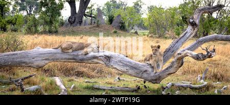 Löwenjungen klettern einen Baumstamm und schlafen in Botswana, Afrika Stockfoto