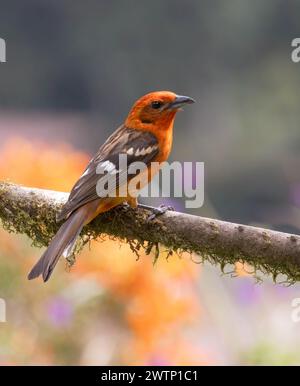 Flammenfarbene Tanager-Männernaht Stockfoto