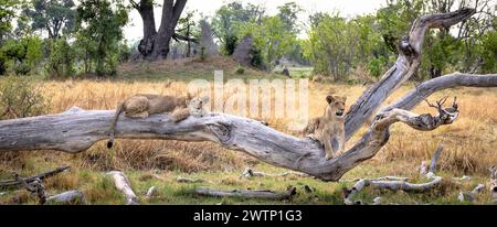 Zwei Löwenjungen klettern auf einen Baumstamm, eines schläft in Botswana, Afrika Stockfoto