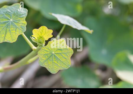Detaillierte Nahaufnahme eines Blattes Tropaeolum Majus auf Kapuzinerkresse mit Sonnenlicht Stockfoto