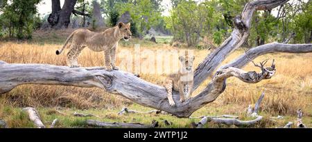 Zwei Löwenjungen klettern auf einen Baumstamm in Botswana, Afrika Stockfoto