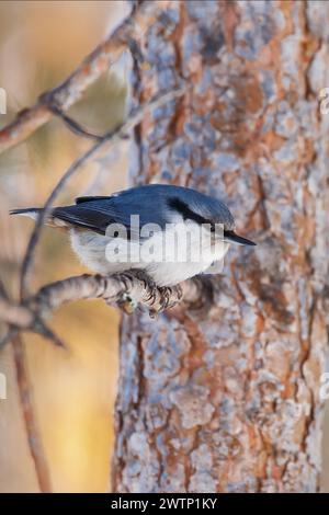 Nuthatch sitzt auf einem Ast vor dem Hintergrund eines Baumstamms Stockfoto
