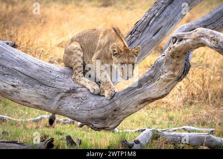 Löwenjungen klettern auf einem Baumstamm in Botswana, Afrika Stockfoto