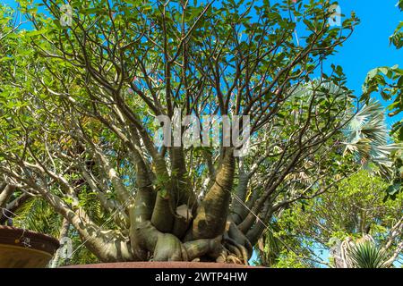 Adenium Arabicum in verschiedenen Formen und Grössen im Garten. Flaschenbäume im Nongnooch Garten Pattaya, Thailand. Stockfoto