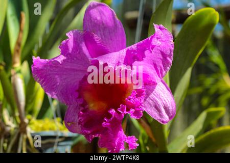 Blume im tropischen botanischen Garten von Nongnooch, ein sehr beliebtes Touristenziel. Es gilt als einer der 10 schönsten Gärten der Welt Stockfoto