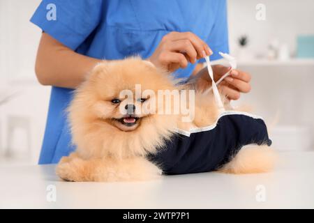 Tierärztin, die nach der Sterilisation in der Klinik den Pommerschen Hund mit Genesungsanzug anzieht Stockfoto