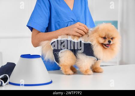 Tierärztin, die nach der Sterilisation in der Klinik den Pommerschen Hund mit Genesungsanzug anzieht Stockfoto