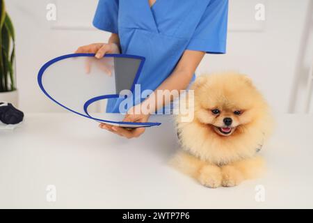 Tierärztin, die den Pommerschen Hund nach Sterilisation in der Klinik, Nahaufnahme Stockfoto