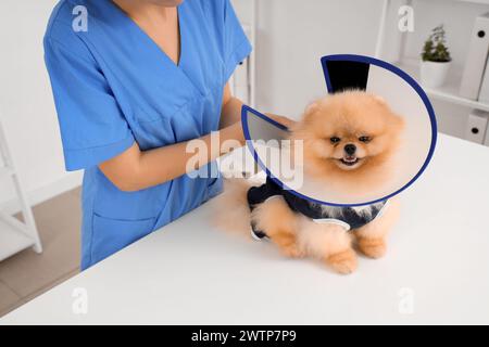 Tierärztin, die den Pommerschen Hund nach Sterilisation in der Klinik, Nahaufnahme Stockfoto