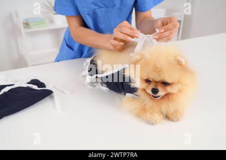 Tierärztin, die nach der Sterilisation in der Klinik den Pommerschen Hund mit Genesungsanzug anzieht Stockfoto