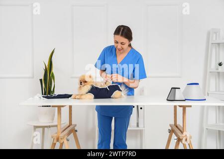 Tierärztin, die nach der Sterilisation in der Klinik den Pommerschen Hund in Genesungsanzug trägt Stockfoto