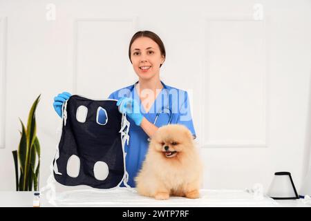 Tierärztin mit Genesungsanzug und Pommerschen Hund nach Sterilisation in der Klinik Stockfoto