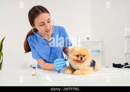 Tierärztin hört Pommerschen Hund mit Genesungsanzug nach Sterilisation in der Klinik zu Stockfoto