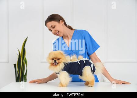 Tierärztin mit Pommerschen Hund im Genesungsanzug nach Sterilisation in der Klinik Stockfoto