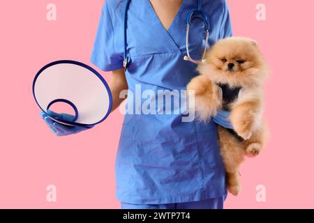 Tierarzt mit Pommerschen Hund im Genesungsanzug nach Sterilisation und Kegel auf rosa Hintergrund Stockfoto