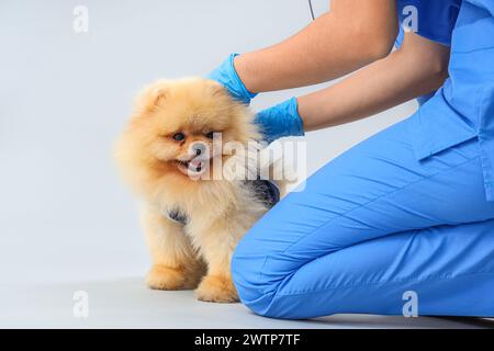 Tierarzt mit Pommerschen Hund im Genesungsanzug nach Sterilisation auf hellem Hintergrund, Nahaufnahme Stockfoto