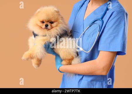Tierarzt mit Pommerschen Hund im Genesungsanzug nach Sterilisation auf beigefarbenem Hintergrund, Nahaufnahme Stockfoto