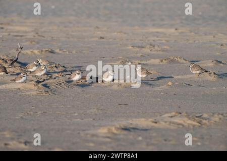 Gemischte Schar von Rohrpfeifern und Schneepflug versteckt sich hinter der Düne am Strand, Galveston Island, USA Stockfoto