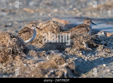 Am wenigsten Sandpiper (Calidris minutilla) versteckt sich in Trümmern am Strand, Galveston, Texas Stockfoto