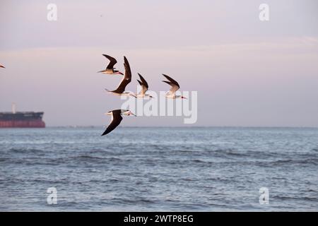 Die Schar von Schwarzen Skimmern (Rynchops niger) im Flug über den Ozean Stockfoto
