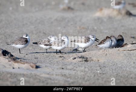 Die kleine Schar von Sanderlingen versteckt sich vor dem stürmischen Flügel hinter dem Grashaufen am Sandstrand auf Galveston Island, Texas, USA Stockfoto