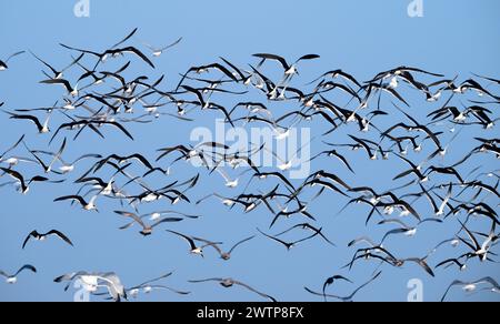Die Schar von Schwarzen Skimmern (Rynchops niger) im Flug über den Ozean Stockfoto