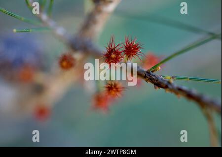 Sheoke-Bäume (Casuarina littoralis) haben männliche und weibliche Tiere. Das sind die weiblichen Blumen, die eine Nuss erzeugen, wenn sie bestäubt werden. Hochkins Ridge Reserve. Stockfoto