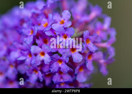 Dieses Bild ist eine Makroaufnahme, die die lebendigen Details der violetten Buddleia, auch bekannt als der Butterfly Bush, blüht. Die winzigen Blüten befinden sich in verschiedenen Stadien der Blüte und zeigen satte violette Blüten mit leuchtend orangefarbenen Mittelpunkten. Die geringe Tiefe des Feldes wirft den Hintergrund in eine weiche Unschärfe und lenkt die Aufmerksamkeit auf die komplizierten Texturen und Farbtöne der Blumen. Makro der violetten Buddleia-Blüten. Hochwertige Fotos Stockfoto