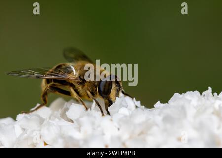 Das Bild zeigt eine Nahaufnahme einer Honigbiene, APIs mellifera, die Nektar aus den zarten weißen Blüten einer Blume sammelt. Flügel und Körper der Biene sind fein detailliert, mit natürlichem Licht, das ihre Streifen und die Struktur ihrer Flügel verstärkt. Der Hintergrund ist ein sanftes Grün, das einen natürlichen Kontrast bietet, der die Biene und die weißen Blütenblätter betont, auf denen sie thront. Honigbiene sammelt Nektar auf Weißer Blume. Hochwertige Fotos Stockfoto