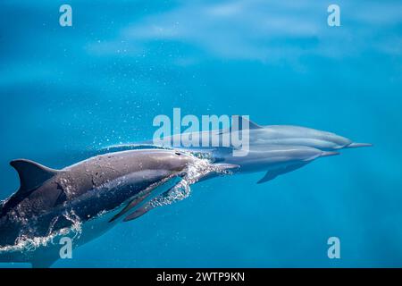 Stenella-Delfine große Tümmler der Lagune von Mayotte Stockfoto