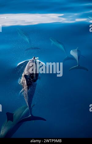 Spinnerdelfine (Stenella longirostris) gleiten an der Oberfläche der Lagune von Mayotte auf einem ruhigen, ruhigen Meer – ein Moment der Anmut und Harmonie in der Th Stockfoto