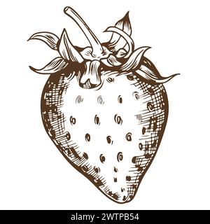 Sketch of farm strawberries on a white background. Garden berry in engraving style, old etching technology. Handmade ink drawing is suitable for the d Stock Vektor