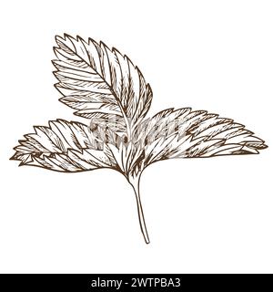 Erdbeerblatt mit Graviertechnik. Handgezeichnete botanische Tuschzeichnung einer Pflanze mit feinen Details. Vektor-Heilkräuter, Vitamin-Tee-Zutat. R Stock Vektor