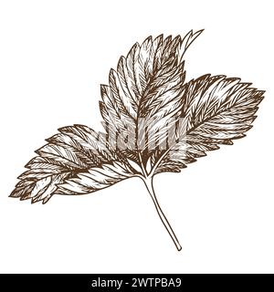Erdbeerblatt mit Graviertechnik. Handgezeichnete botanische Tuschzeichnung einer Pflanze mit feinen Details. Vektor-Heilkräuter, Vitamin-Tee-Zutat. R Stock Vektor