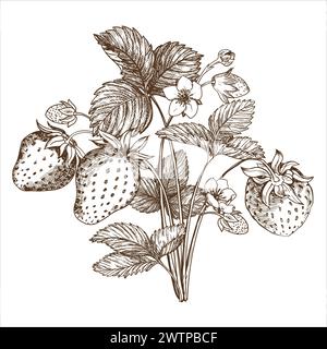 Erdbeerbusch Skizze handgezeichnet. Beeren, Blumen, Zweige und Blätter auf weißem Hintergrund. Vektor, lineare Illustration in Gravurstil. Printi Stock Vektor