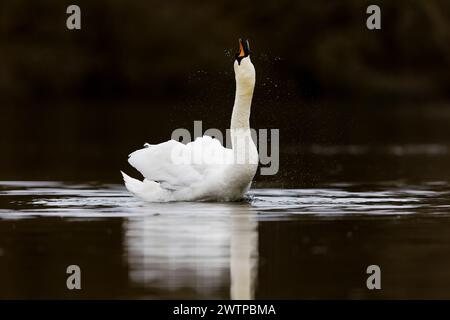 Stummer Schwan Cygnus olor, Erwachsene Männer schwimmen, schütteln Wasser aus Kopf, Suffolk, England, Februar Stockfoto