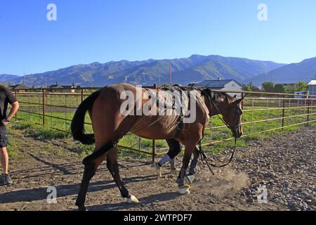 Eine R WILDER Reitschule mit einem Sattelpferd und Bergen im Hintergrund Stockfoto