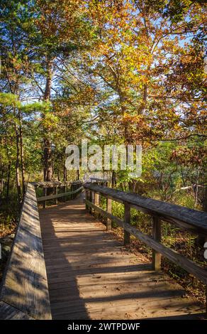 Ein beschlagener Holzsteg führt in einer vertikalen Ansicht durch Herbstwälder mit gelben, orangefarbenen und grünen Blättern im Great Falls Park hinab. Stockfoto
