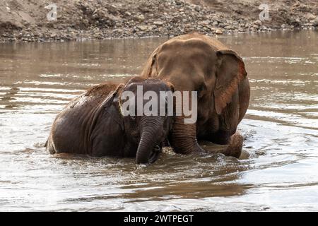 Ein Elefant und ihr Baby verbringen gemeinsam Zeit im Fluss, im Elephant Nature Park, einem Rettungs- und Rehabilitationsschutzgebiet für Tiere, die missbraucht und ausgebeutet wurden, in Chiang Mai, Thailand. Stockfoto