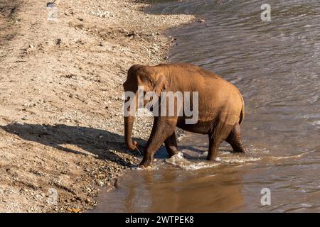 Ein Elefant kommt aus einem Bad im Fluss, im Elephant Nature Park, einem Rettungs- und Rehabilitationsschutzgebiet für Tiere, die missbraucht und ausgebeutet wurden, in Chiang Mai, Thailand. Stockfoto