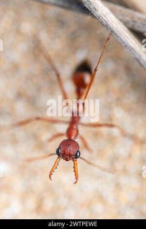 Myrmecia nigriscapa, eine große australische Bulldogameise Stockfoto