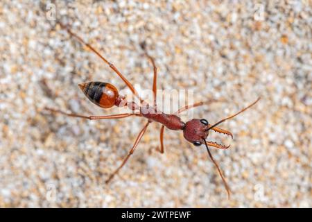 Myrmecia nigriscapa, eine große australische Bulldogameise Stockfoto