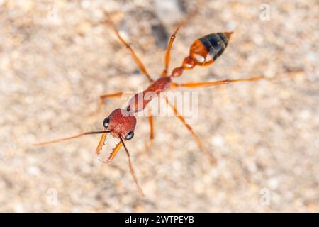 Myrmecia nigriscapa, eine große australische Bulldogameise Stockfoto