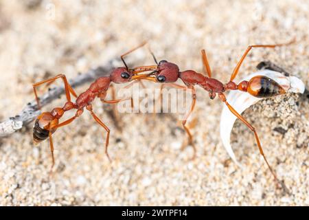 Myrmecia nigriscapa, eine große australische Bulldogameise, bekämpft eine Ameise aus einer benachbarten Kolonie Stockfoto