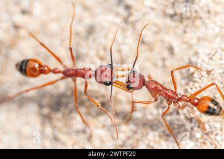 Myrmecia nigriscapa, eine große australische Bulldogameise, bekämpft eine Ameise aus einer benachbarten Kolonie Stockfoto